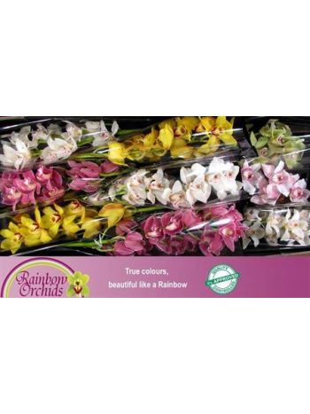 CYMB T *9 GEM 60CM