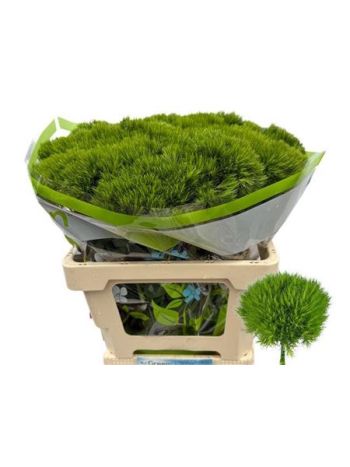 DI BARB GREEN WICKY 60CM