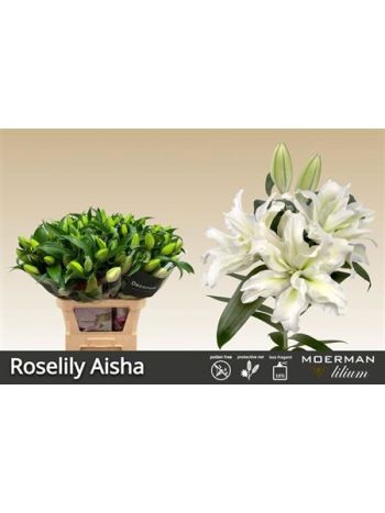 LI OR DU RL AISHA 90CM