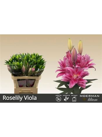 LI OR DU RL VIOLA 90CM