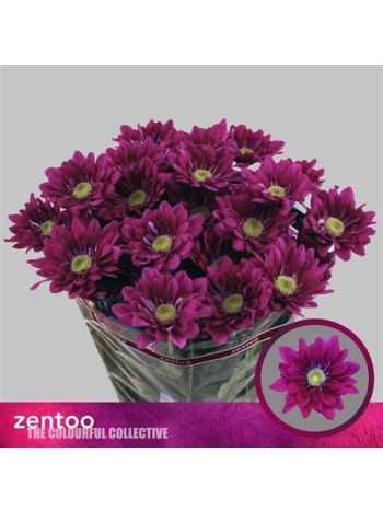 CHR T SERENIT PURPLE