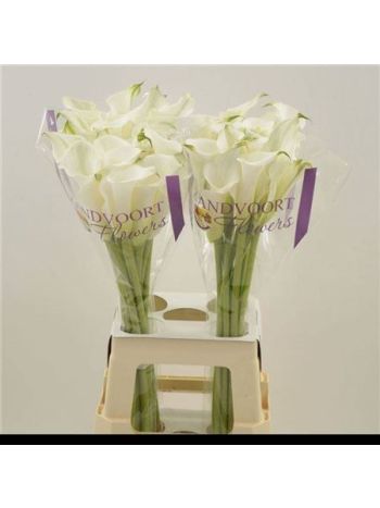 ZANT WHITE MAMBO 70CM
