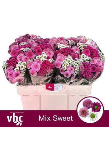 CHR SAN GEM - SWEET MIX