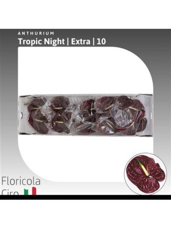 ANTH A TROPIC NIGHT *10
