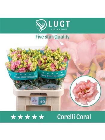 EUS G CORELLI CORAL