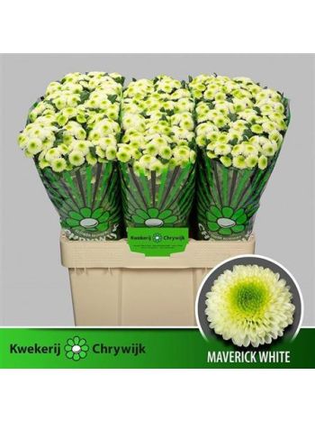 CHR SAN MAVERICK WHITE