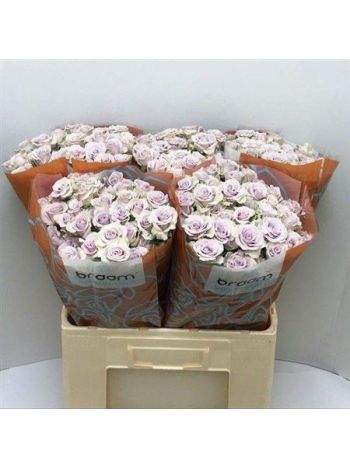 R TR SILVER SHADOW 60CM