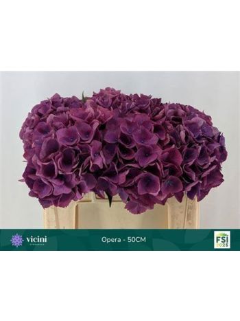 HYDR M ROY OPERA 50CM