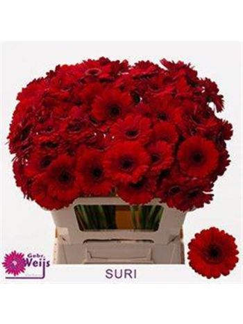 GE MI SURI