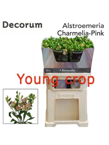 ALST FL CHARMELIA