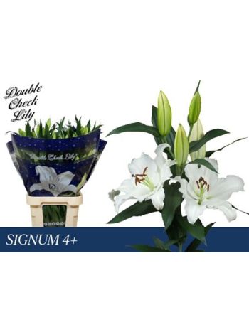 LI OR SIGNUM