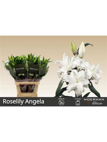 LI OR DU RL ANGELA