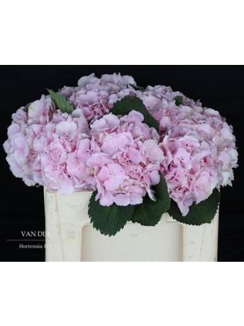 HYDR M VERENA 50CM
