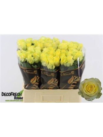R GR MINION ROSE 60CM