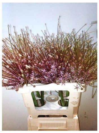 ALLIUM SCHUBERTII 60CM