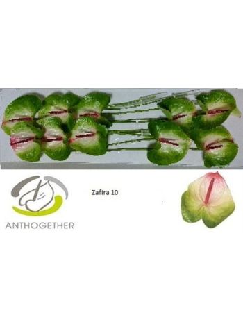 ANTH A ZAFIRA *10