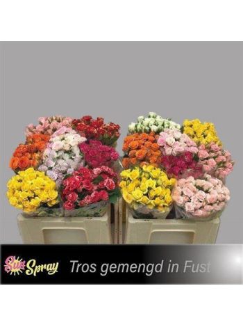 R TR5 GEM IN FUST - %
