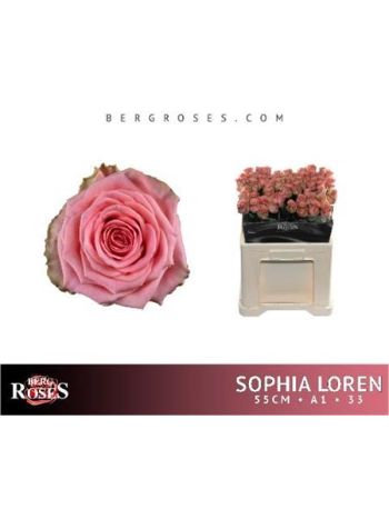 R GR5 SOPHIA LOREN