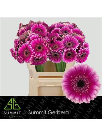 GE MI DESIGN
