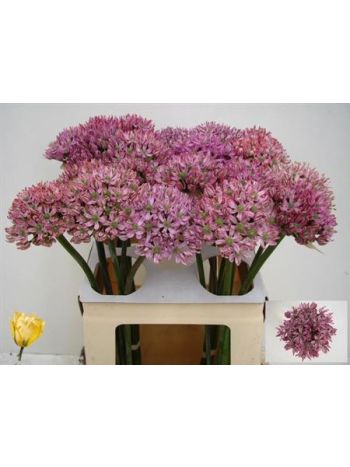 ALLIUM PINK JEWEL 75CM