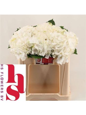 HYDR M WHITE VERENA 50CM