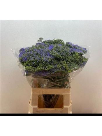 TRACH BLUE SHINE 60CM