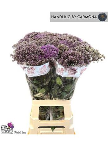 TRACH CORINE LILAC 80CM