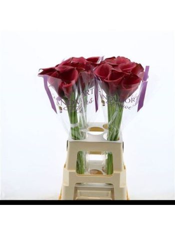 ZANT RED SALSA 60CM