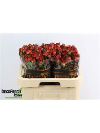 R TR CHOCOLA BUBBLES 60CM