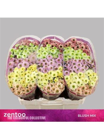 CHR SAN GEM - BLUSH