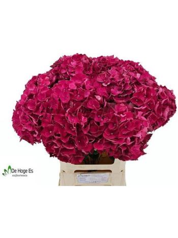 HYDR M MAG PINK RUBY 60CM