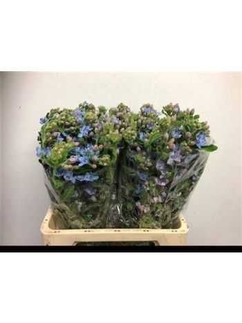 OXYPETAL TAN PUR BLU 60CM