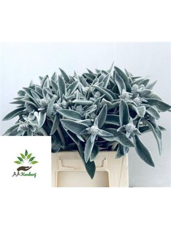 STACHYS SILVER FINCH 45CM