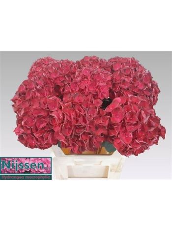 HYDR M MAG DARK RUBY 70CM