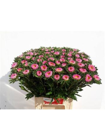 CALLIS MATS PINK - %