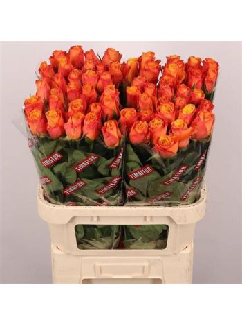 R GR CONFIDENTIAL 80CM