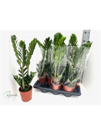 ZAMIOCULCAS ZAMIIFOL