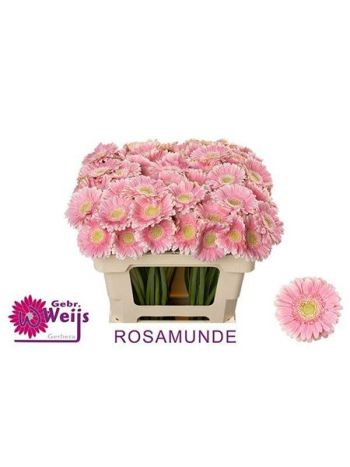 GE MI ROSAMUNDE