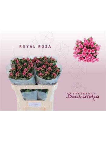 BOU EN ROY ROZA 70CM