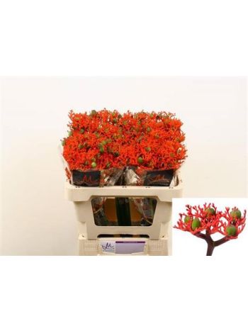 JATROPHA P FIRECRACK 55CM