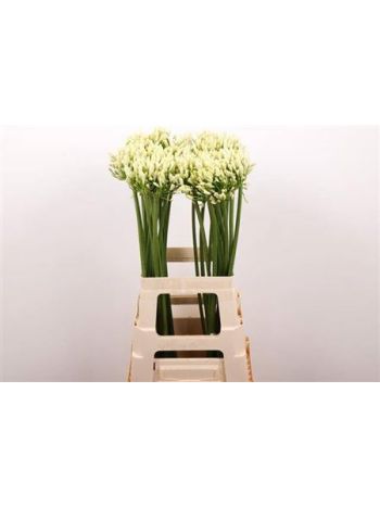 AGAP GLETSJER 70CM