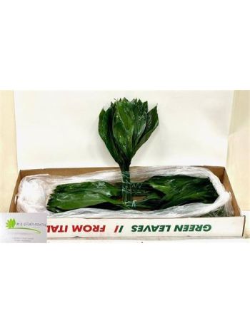 ZO ASPIDISTRA 50CM