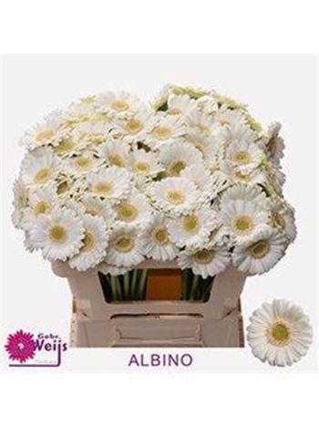 GE MI ALBINO