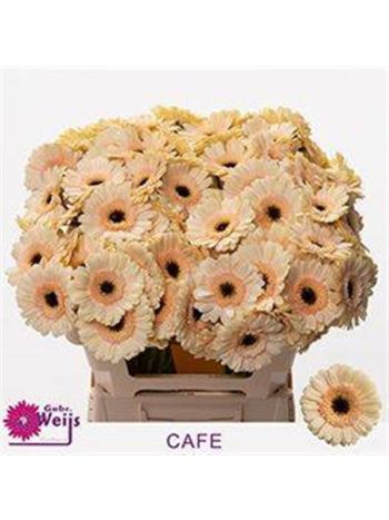 GE MI CAFE