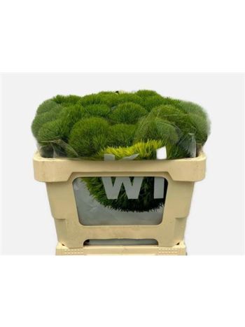 DI BARB KIWI MELLOW 60CM
