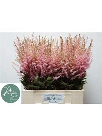 ASTIL AR ERIKA 65CM