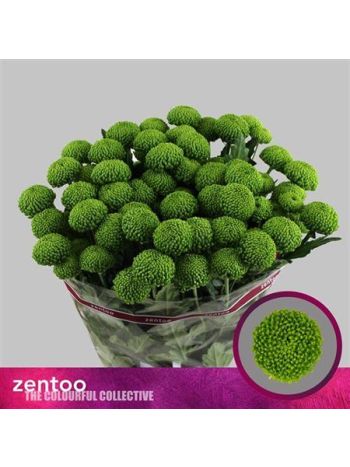 CHR T  SZ! DELIGREEN