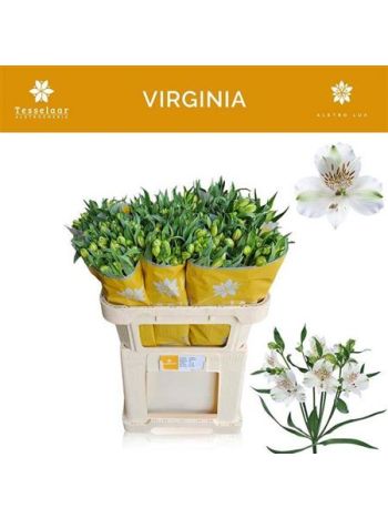 ALSTR VIRGINIA