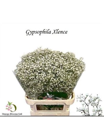 GYPS PA XLENCE