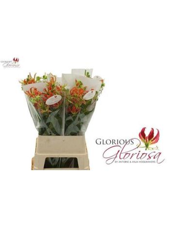 GLORIOSA EXOT ORANGE 90CM